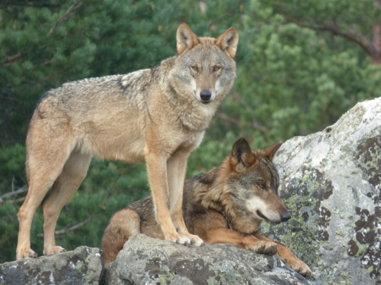 Entre 33 y 71 lobos bajo presión cinegética