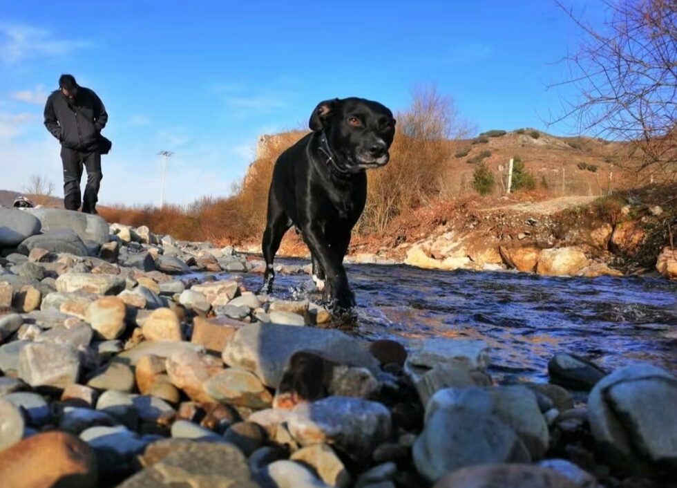 Sobre el protocolo para ayudar a perros abandonados