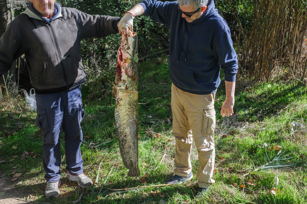 Capturan un siluro de grandes dimensiones en el río Ebro